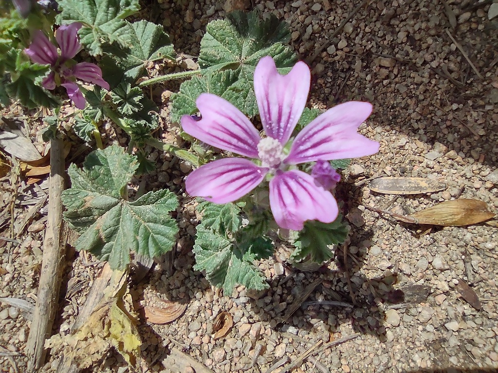 No s'ha trobat l'arxiu